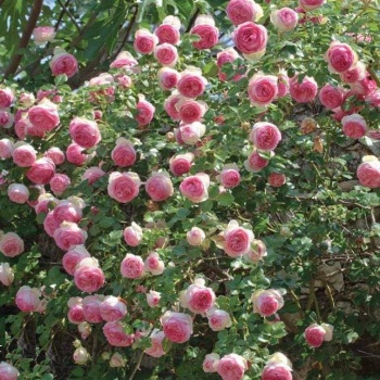 -x-eden-roze-penjacica