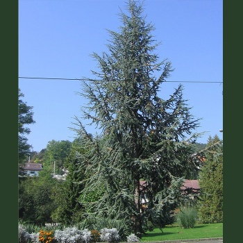 atlaski_kedar_plavi