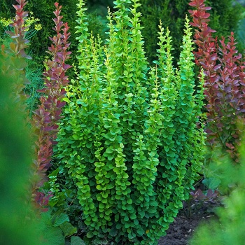 berberis_erecta
