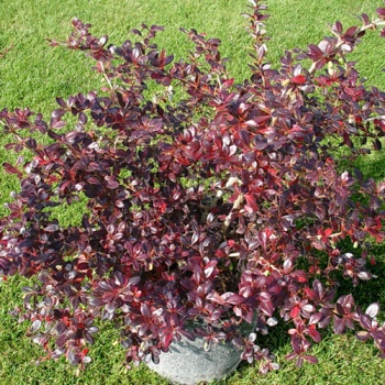 berberis_media_red_yewel