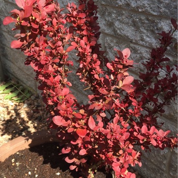 berberis_red_rocket