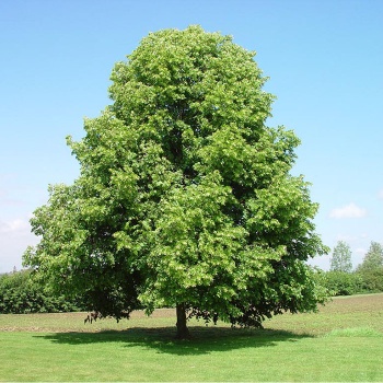 bijelalipatilia_cordata