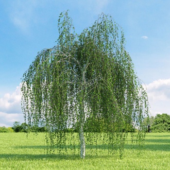 breza__betula_pendula