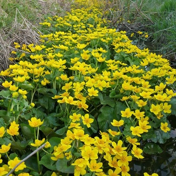 caltha_palustris