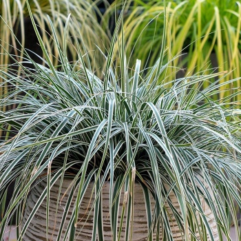 carex_trava_niska