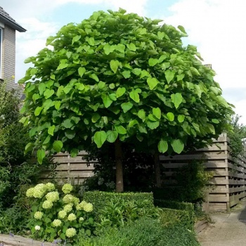 catalpa_bignonioides_nana