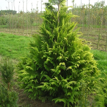 chamaecyparis_lawsoniana_romana