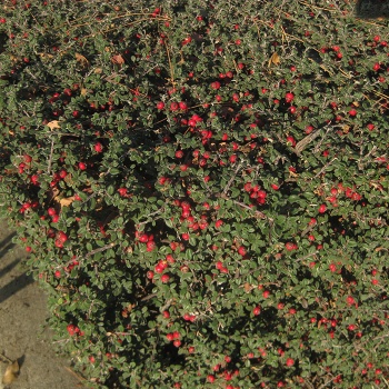 cotoneaster_microphyllus