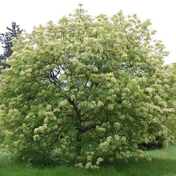 crnijasen