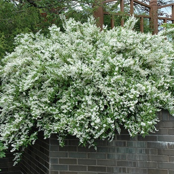 deucia_bela