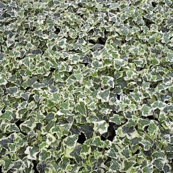 hedera_helix_bijelo_zeleni_1153759078