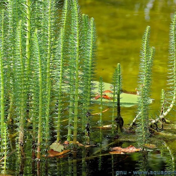 hipuris_vulgaris