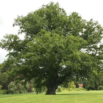 hrastkitnjak_635443597