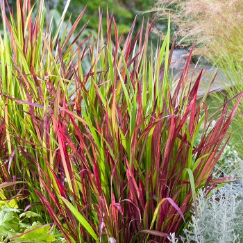 imperata_cilindrica_red_baron