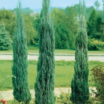 juniperus_virginiana_skyrocket3