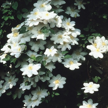 klematis_madame_le_coultre