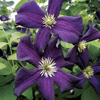 klematis_romantika