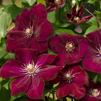 klematis_rouge_cardinal