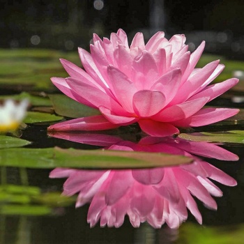 lokvanj_pink