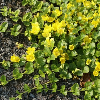 lysimachia_nummularia