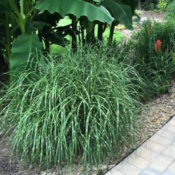 miscanthus_sinensis_little_zebra
