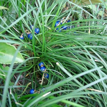 ophiopogon_japonicus_nana
