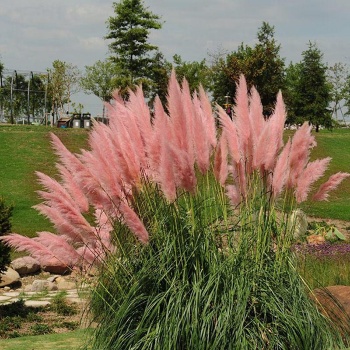 pampas_trava_ruzicasta