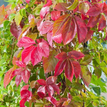 partenocissus_quinquefolia