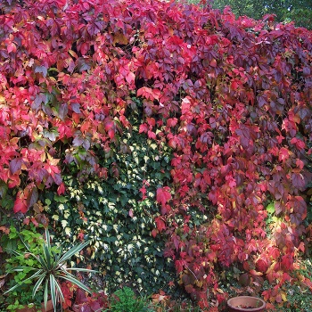 partenocissus_quinquefolia__petoprsta_lozica