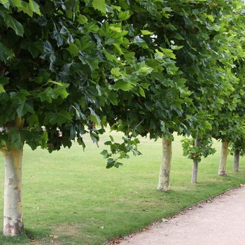 platanus