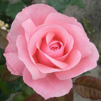 queenelizabeth