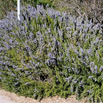 rumarin__rosmarinus_officinalis