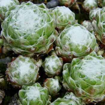 sempervivum_arachnoideum