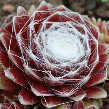 sempervivum_arachnoideum_tomentosum