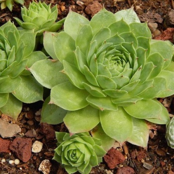 sempervivum_charolensis