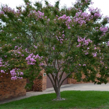 syringa_vulgaris__jorgovan