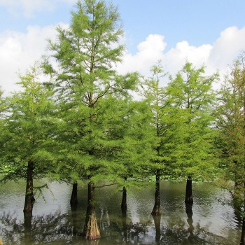 taxodium_distichum