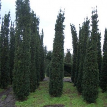 taxus_baccata_fastigiata2