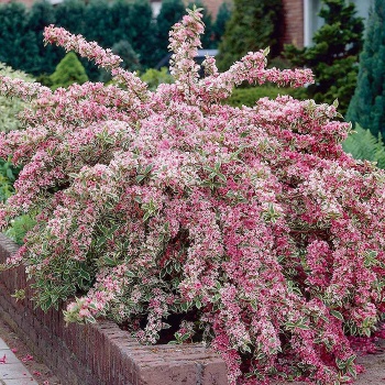vajgela_arenolisna__variegata
