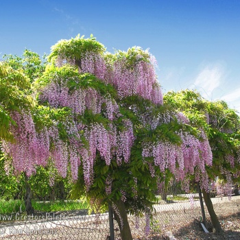 wisteria_floribunda_rosea