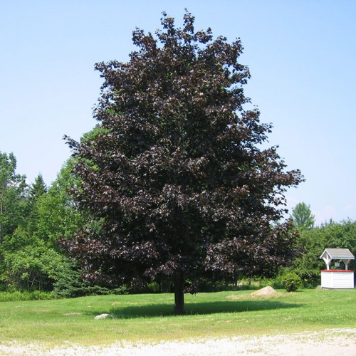 acer_crimson_king