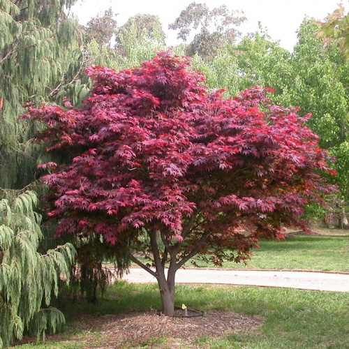 acer_palmatum_atropurpureum