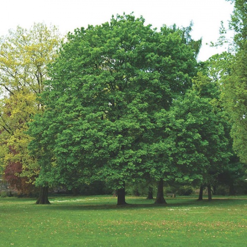 acer_platanoides_-_javor_mlijec