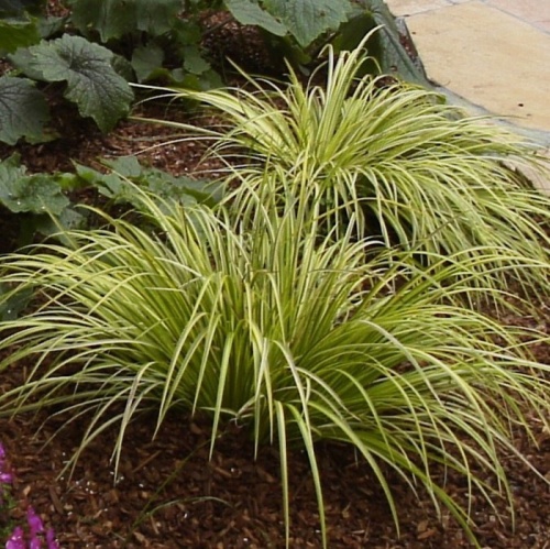 acorus_gramineus_ogon