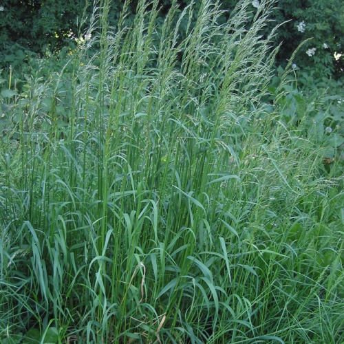 arrhenatherum_elatius