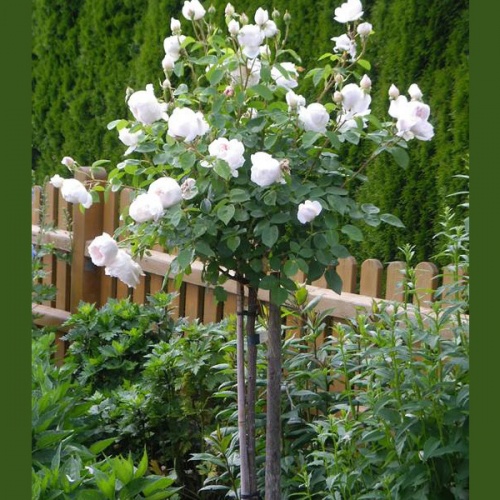 aspirin_2098857961