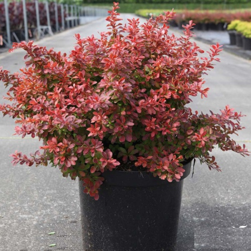 berberis_admiration