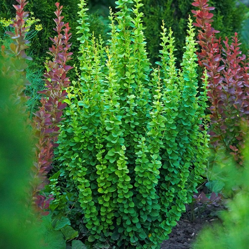 berberis_erecta