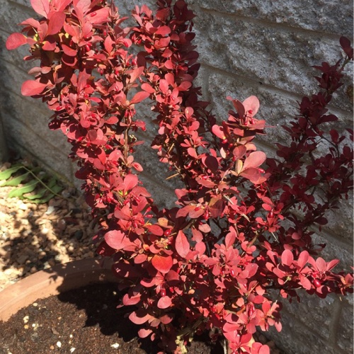 berberis_red_rocket