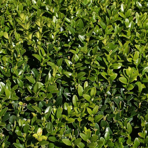 buxus_sempervirens_common_box_3